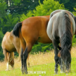 Nature Scenery Video