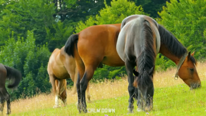 Nature Scenery Video