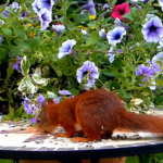 Relaxation Nature Video