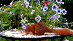 Relaxation Nature Video
