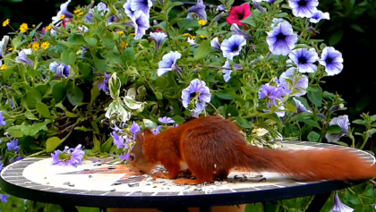 Relaxation Nature Video