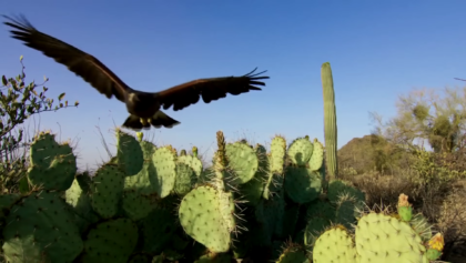 The Magnificent Beauty of Nature